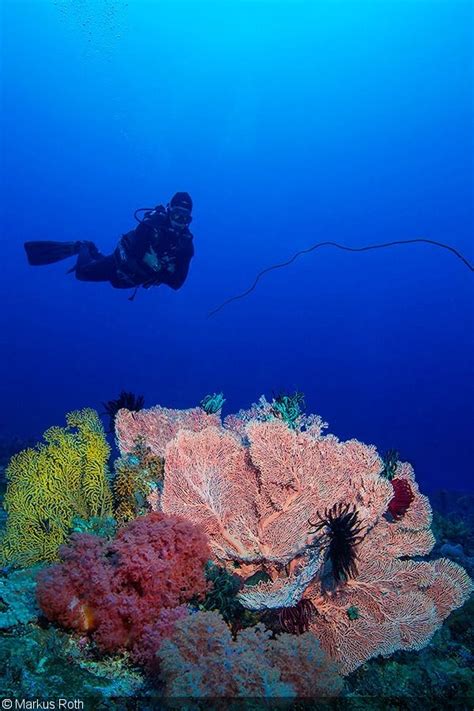 An underwater paradise under threat .